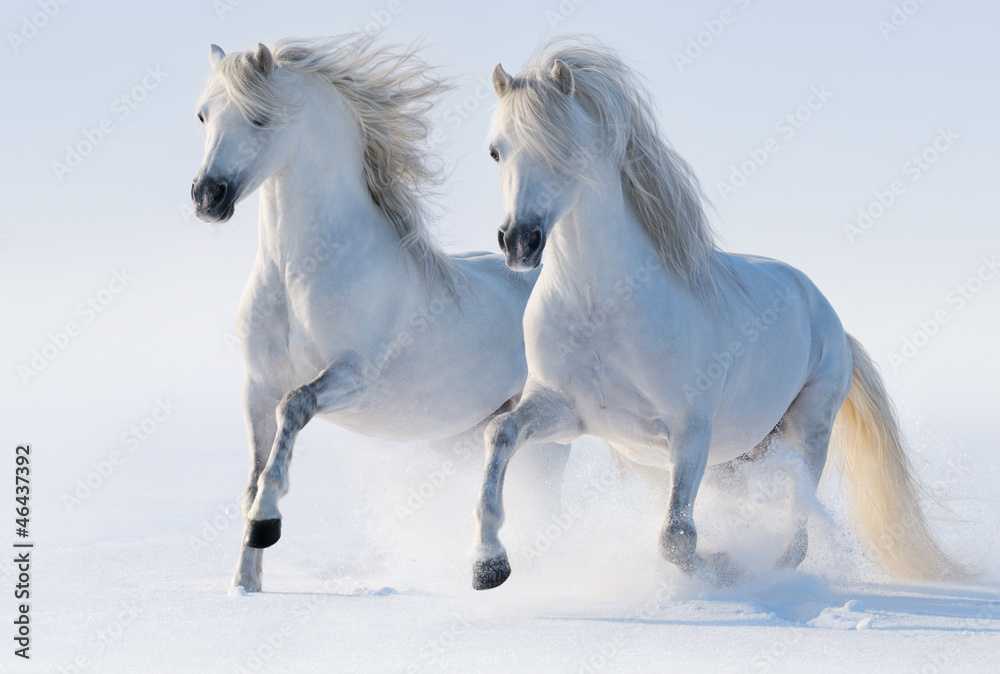 Obraz Kwadryptyk Two galloping snow-white