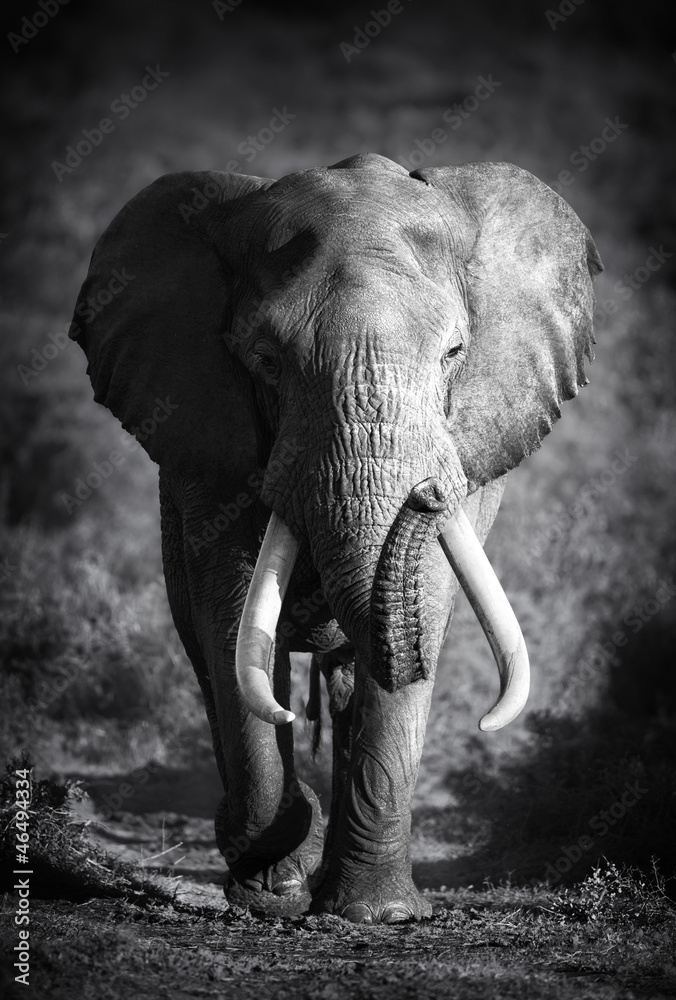 Fototapeta Elephant Bull (Artistic