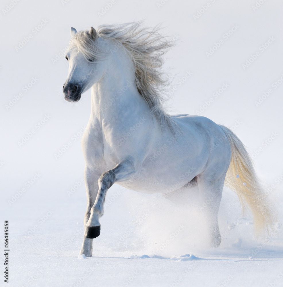 Fototapeta Galloping snow-white horse