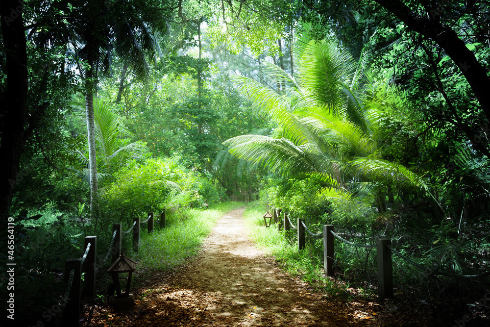 Fototapeta way in jungle of Seychelles