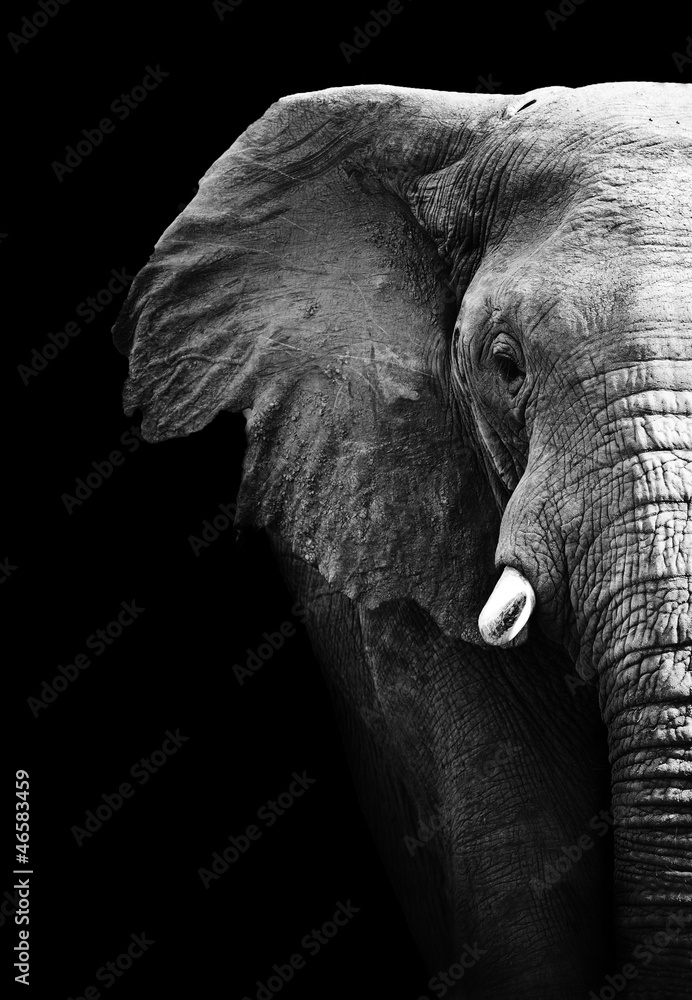 Fototapeta Elephant Close Up