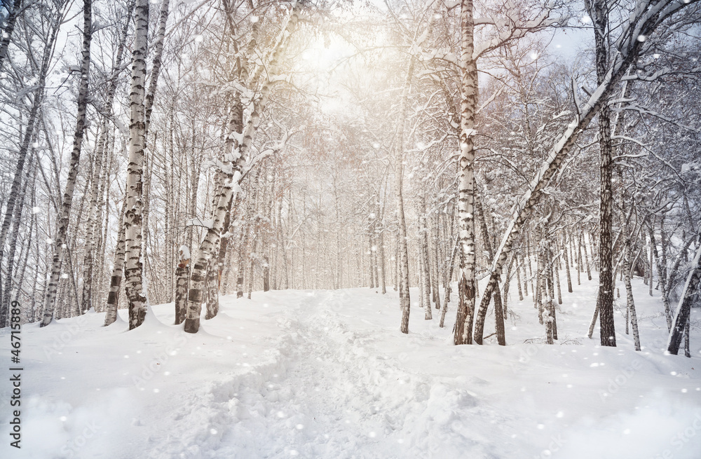 Obraz Tryptyk Winter birchwood