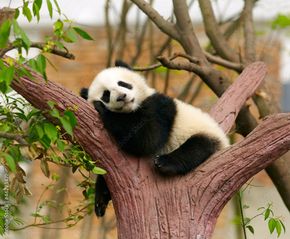 Obraz Tryptyk Sleeping giant panda baby