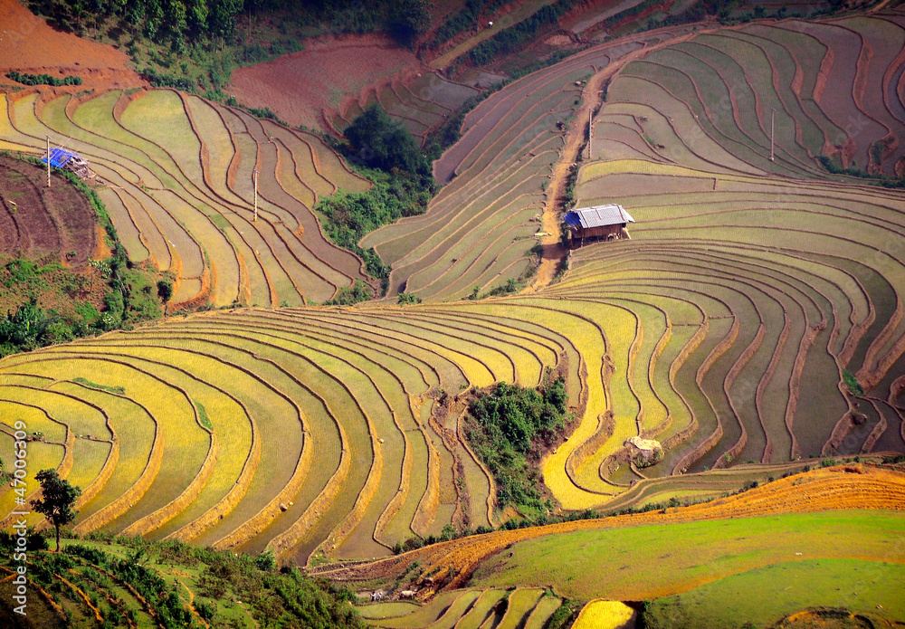 Obraz Kwadryptyk rice field on terraced.