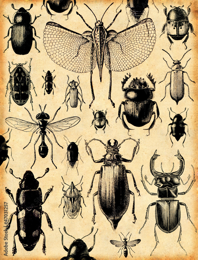 Obraz Tryptyk fond insectes rétro