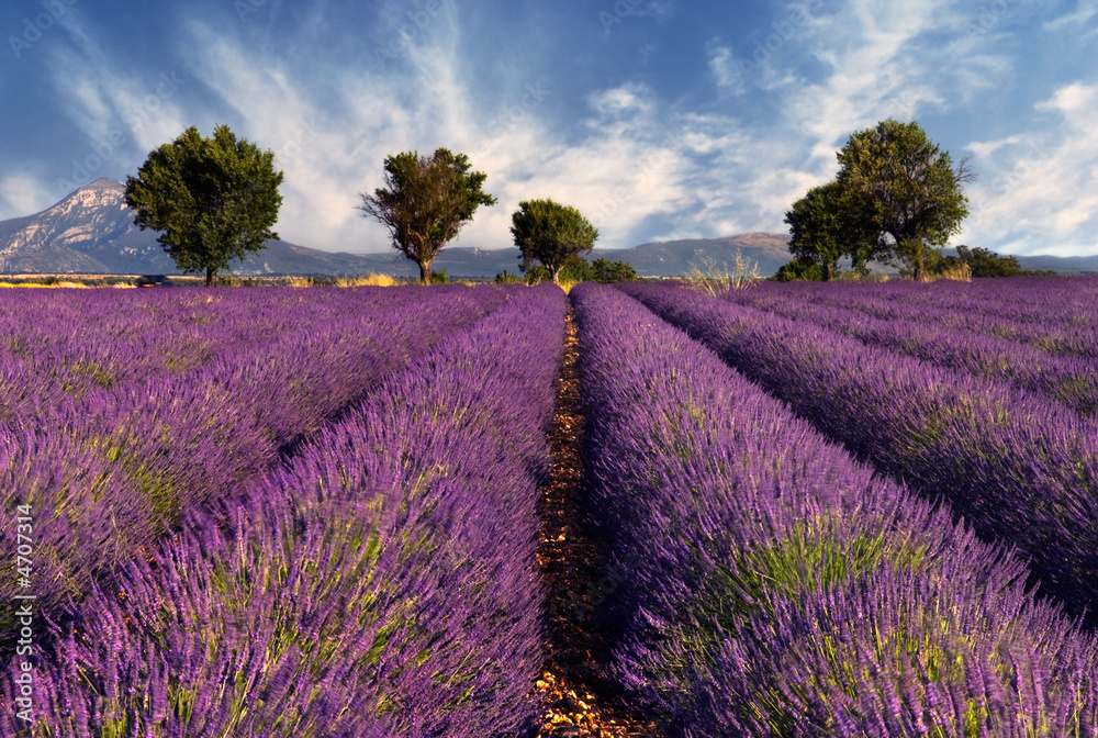 Obraz Tryptyk Lavender field in Provence,