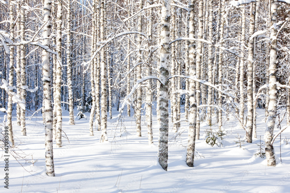 Fototapeta Snowy birch trunks