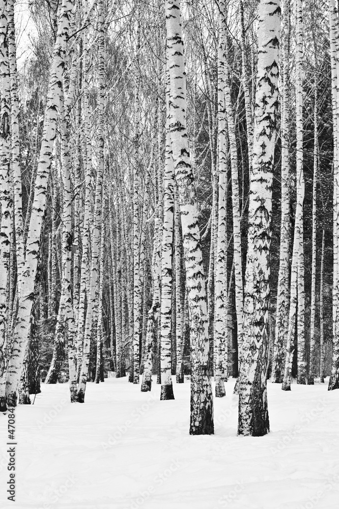 Fototapeta Birch forest in winter in