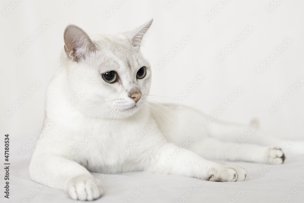 Obraz Tryptyk Burmilla Cat
