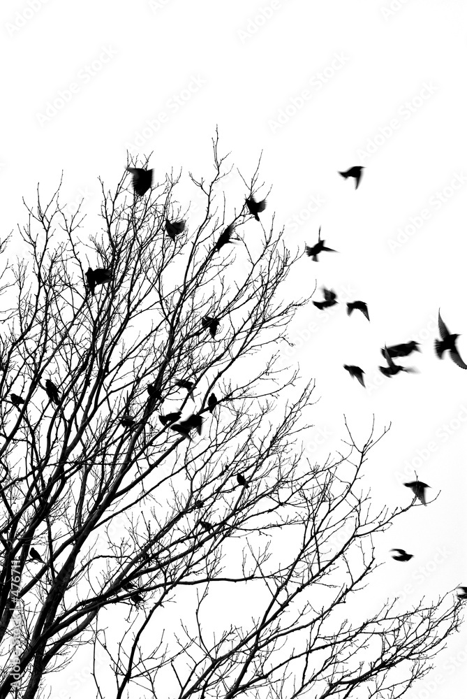 Obraz Pentaptyk flying birds