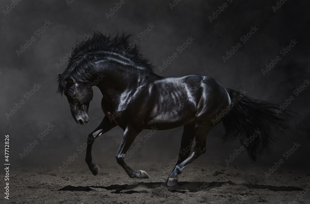 Fototapeta Galloping black horse on dark