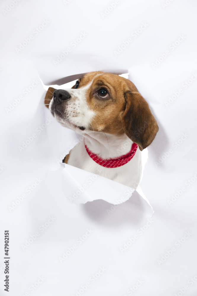 Obraz Kwadryptyk Beagle