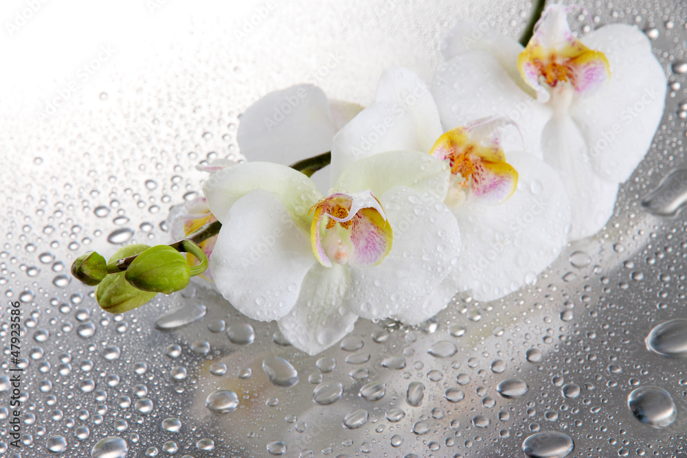 Obraz Tryptyk white beautiful orchids with