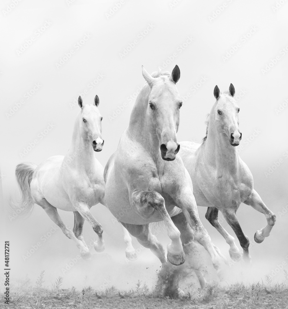 Obraz Tryptyk white horses in dust