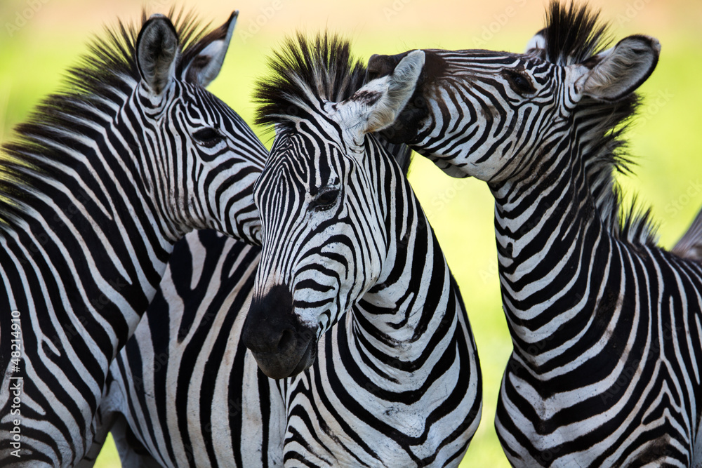 Fototapeta Zebras kissing and huddling