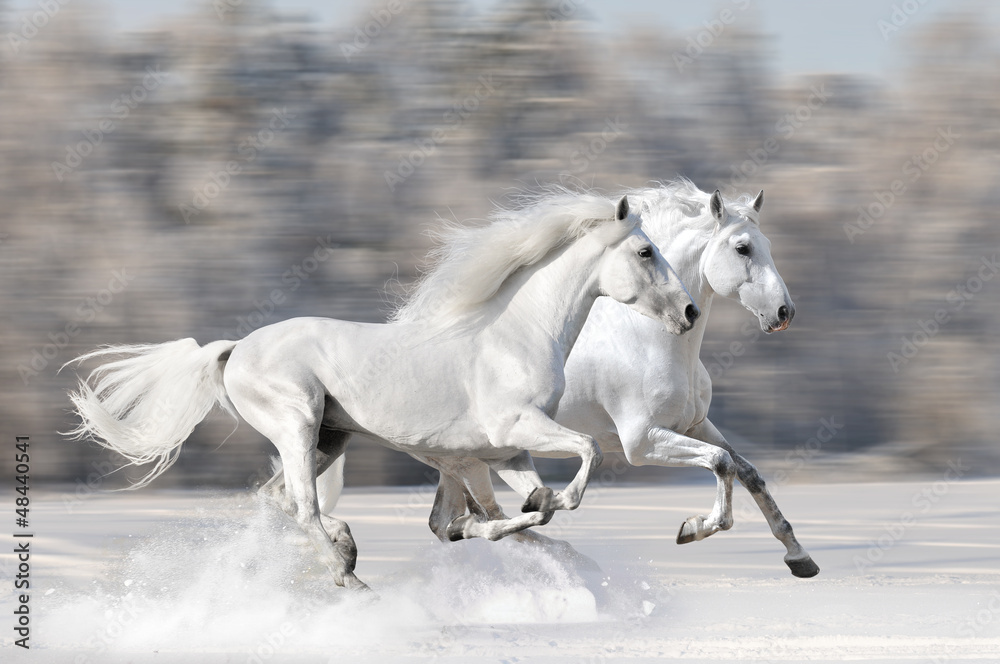 Obraz Tryptyk Two white horses in winter run