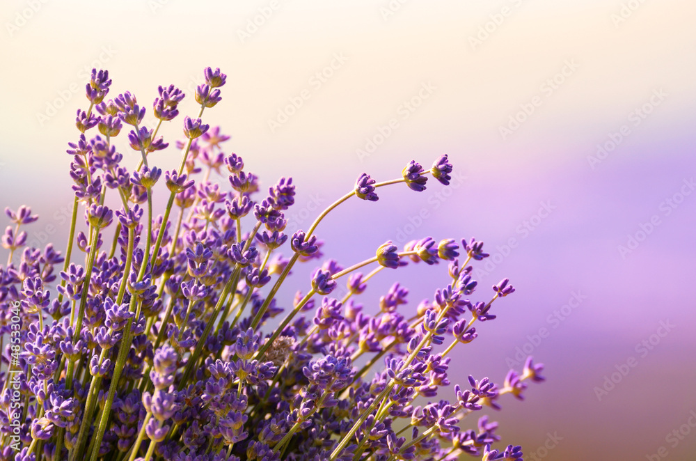 Obraz Tryptyk Lavender flowers bloom summer