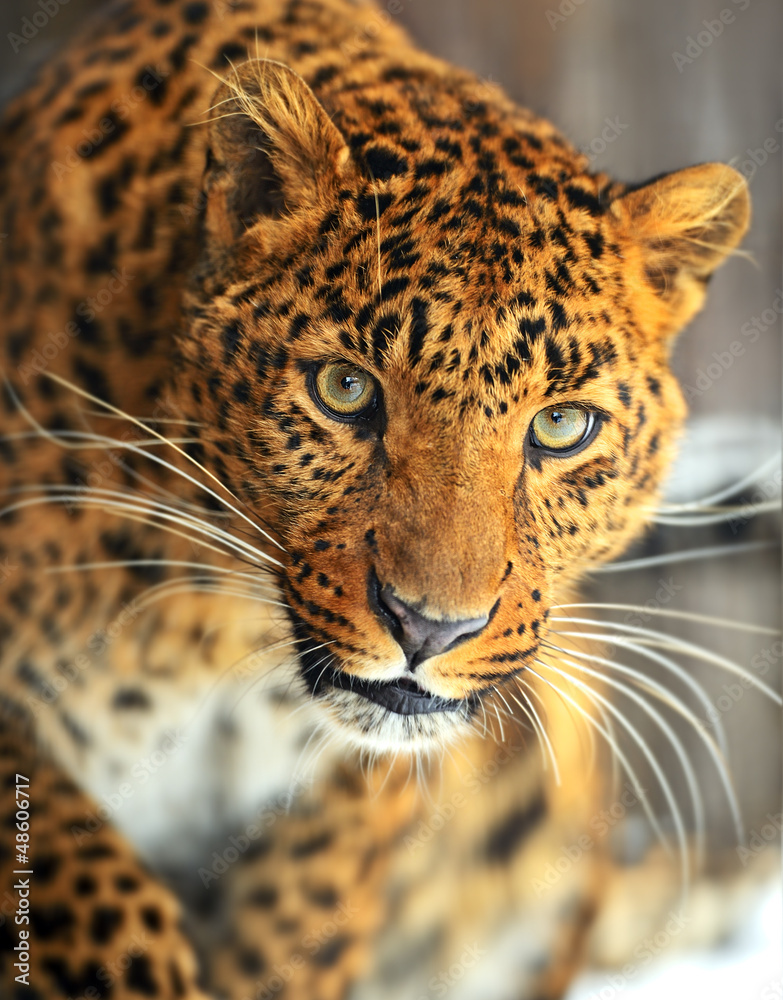 Obraz Kwadryptyk Leopard