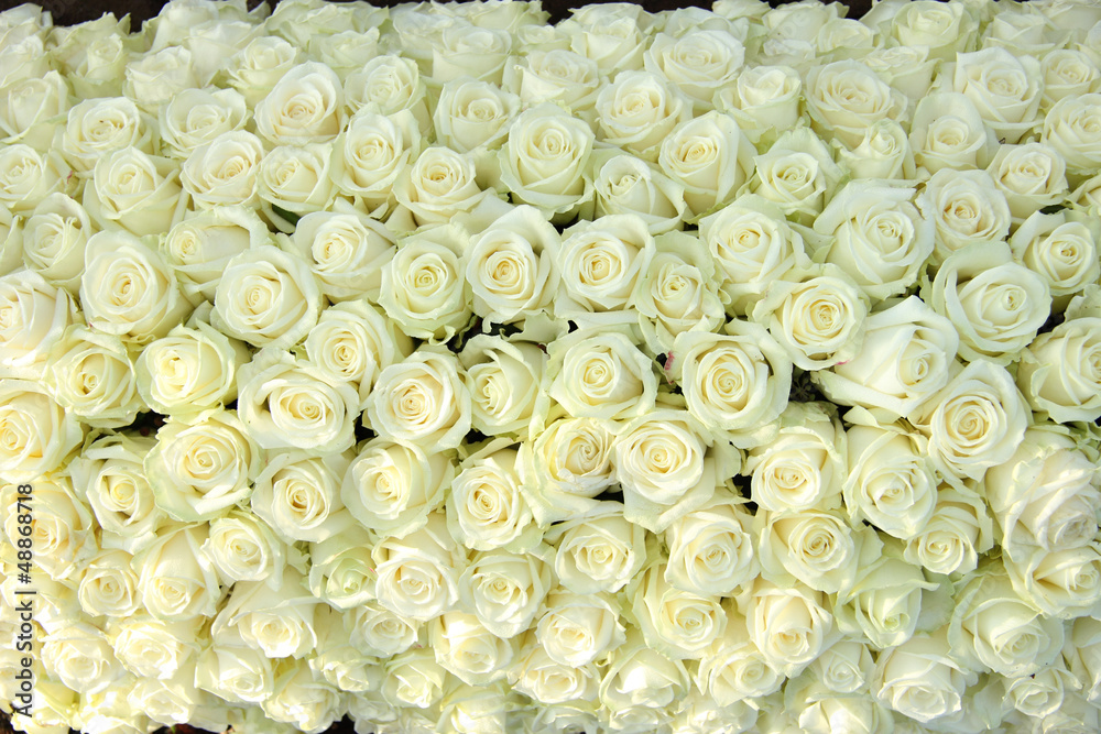 Fototapeta Group of white roses, wedding