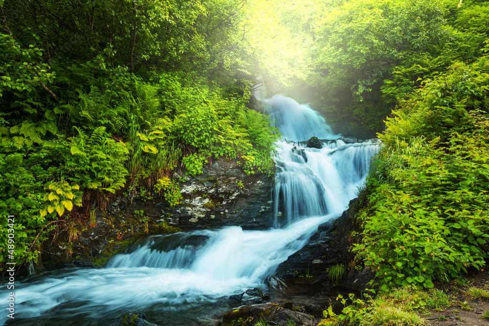 Fototapeta Creek in forest