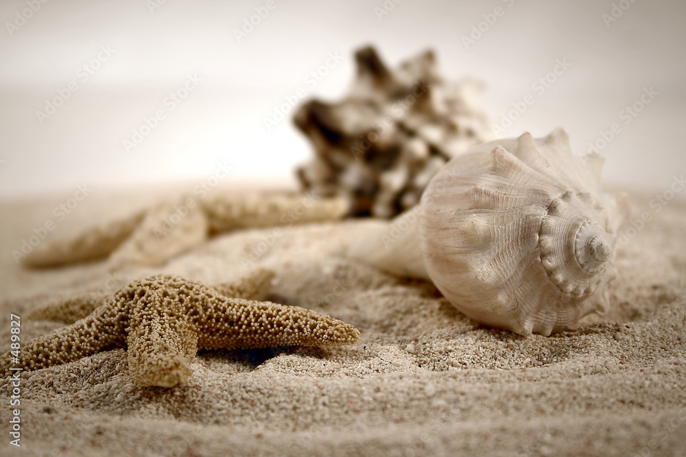 Obraz Pentaptyk seashells on the sand
