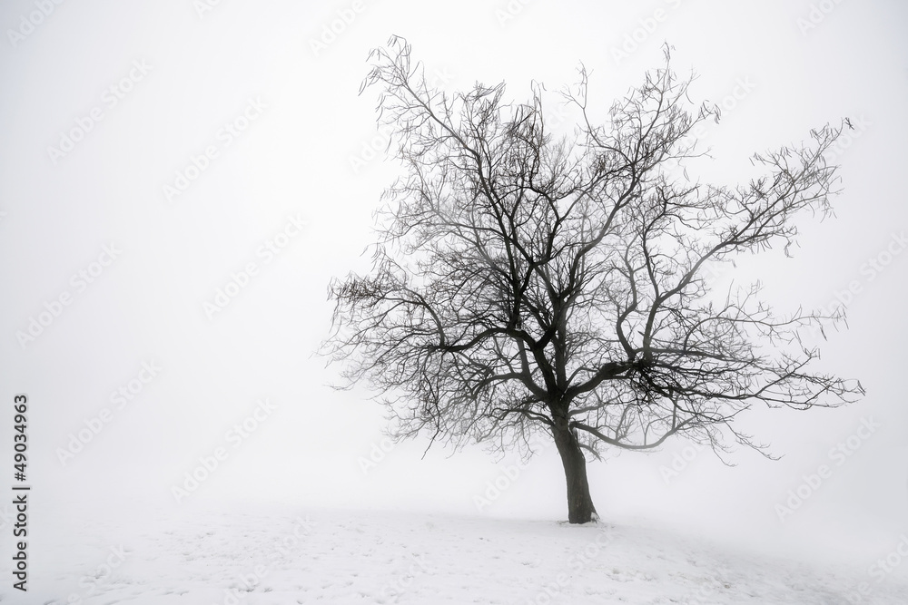 Fototapeta Winter tree in fog
