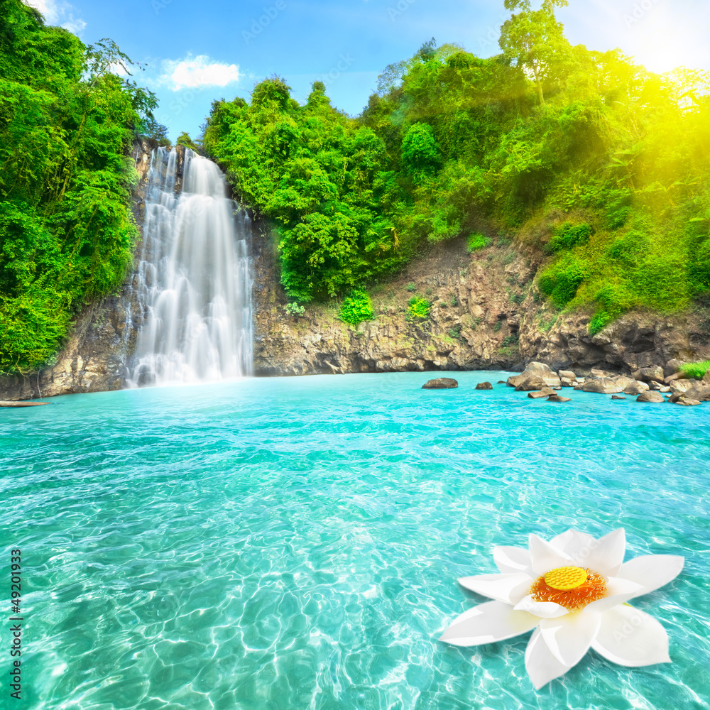 Fototapeta Lotus flower in waterfall pool