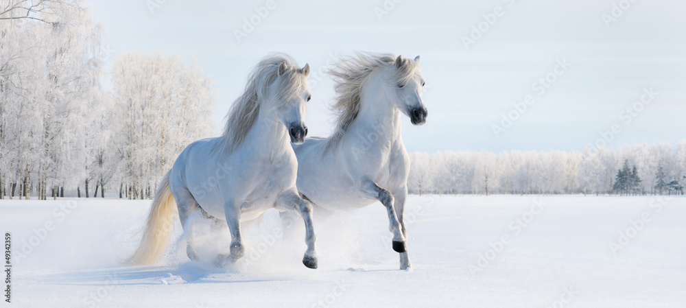 Obraz na płótnie Two galloping white ponies