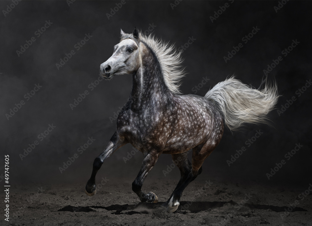 Obraz na płótnie Gray arabian horse gallops on