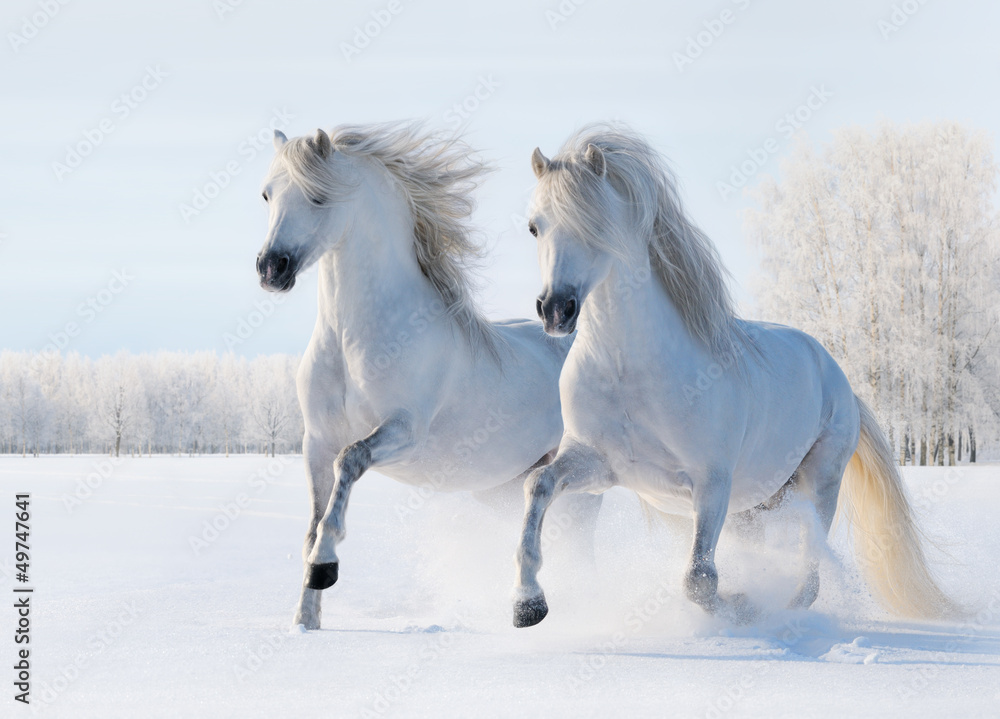 Fototapeta Two white horses gallop on