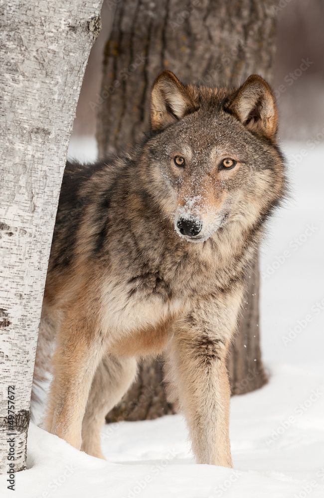 Obraz na płótnie Grey Wolf (Canis lupus) Peers