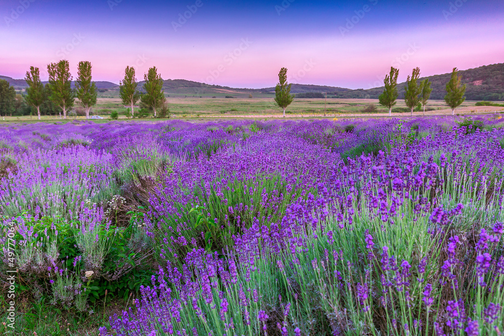 Fototapeta Sunset over a summer lavender