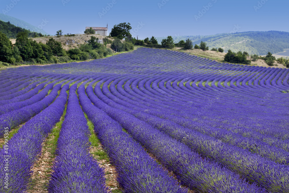 Fototapeta Endless rows in lavender field