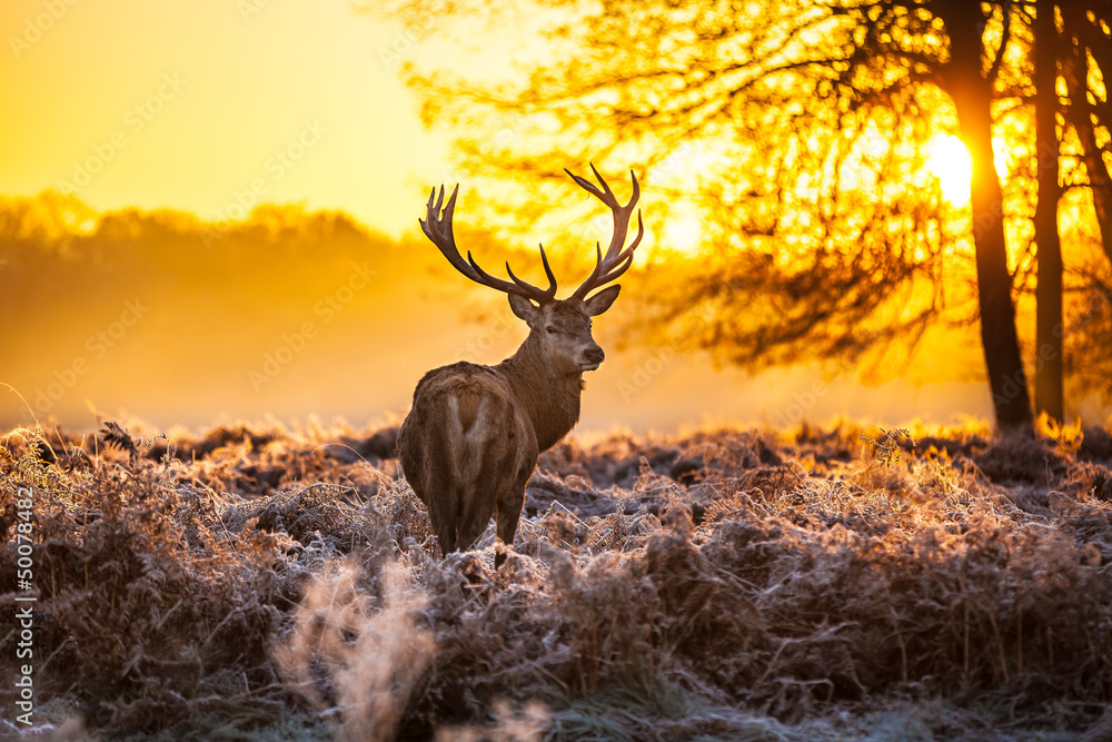 Obraz na płótnie Red deer in morning sun