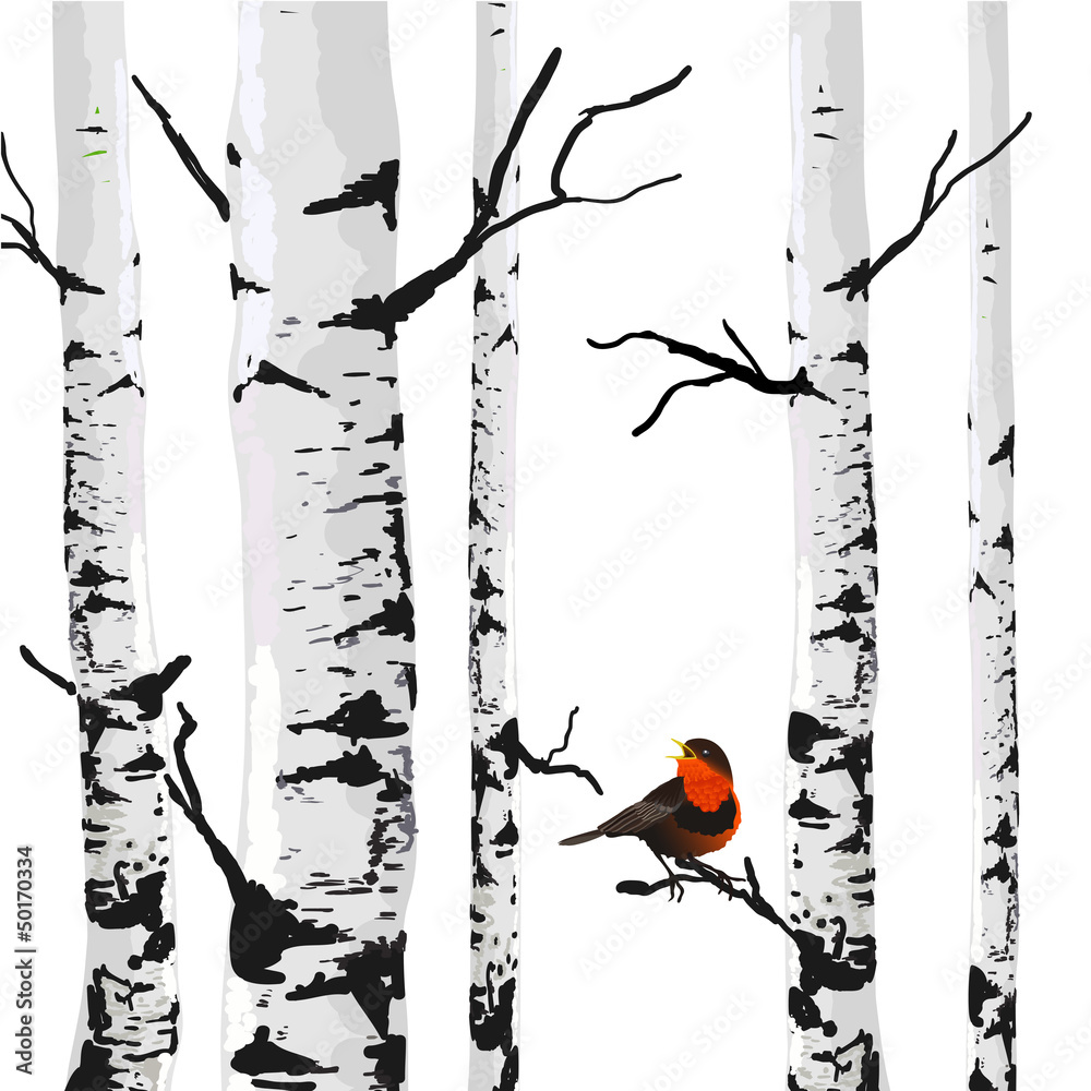 Fototapeta Bird of birches, vector