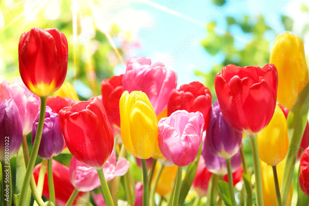 Fototapeta Fresh tulips in warm sunlight