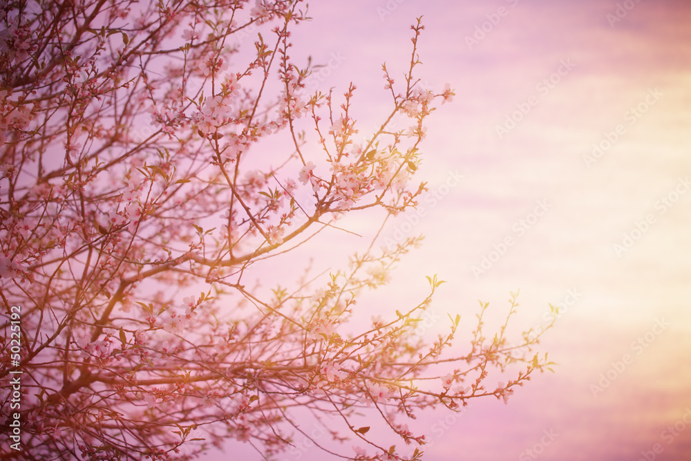 Fototapeta Blooming tree over sunset