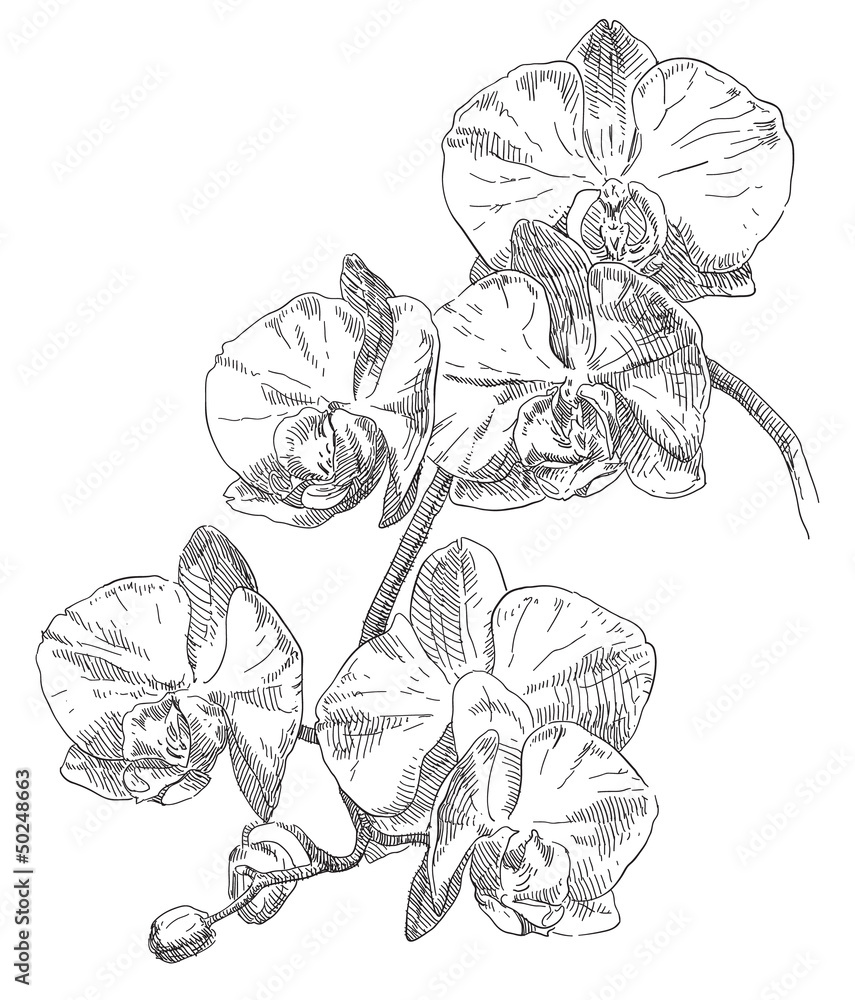Obraz Pentaptyk Hand drawing orchid flower
