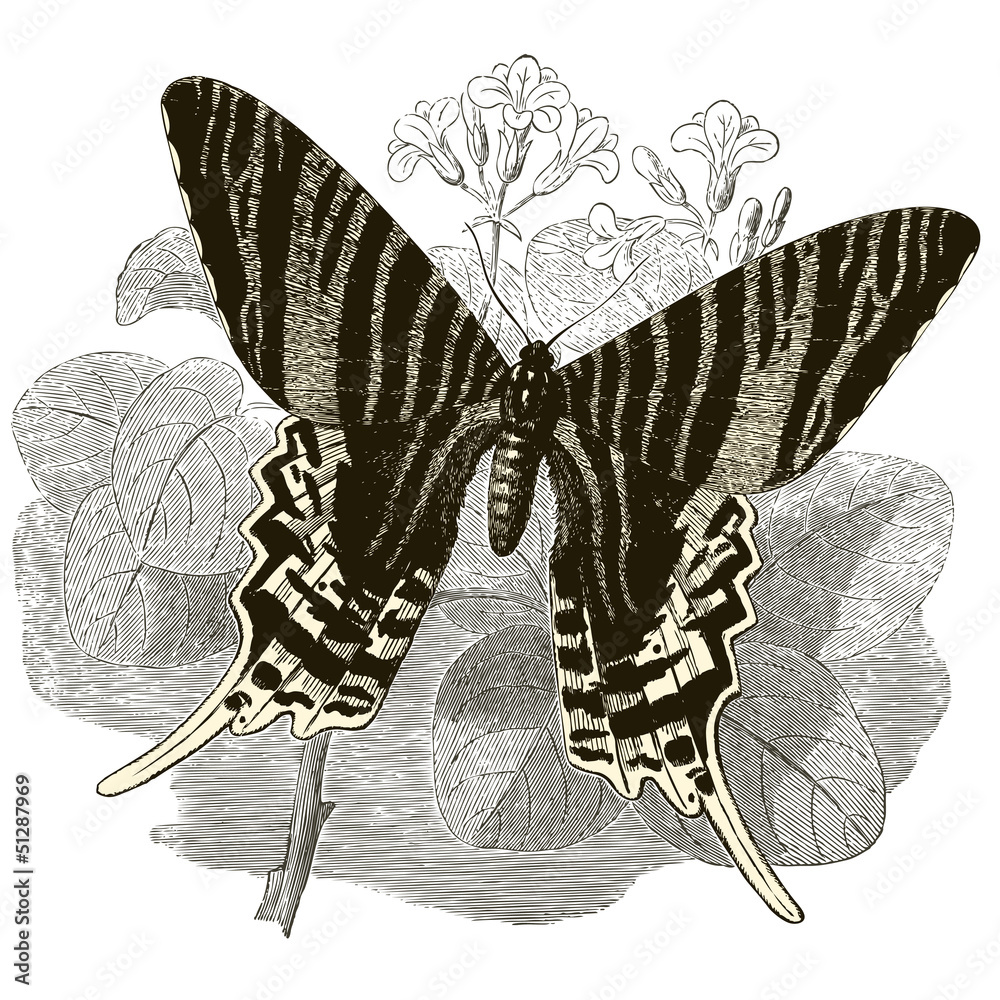Obraz Tryptyk Vintage Butterfly