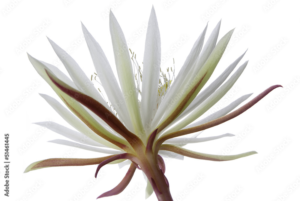 Obraz Pentaptyk Flower