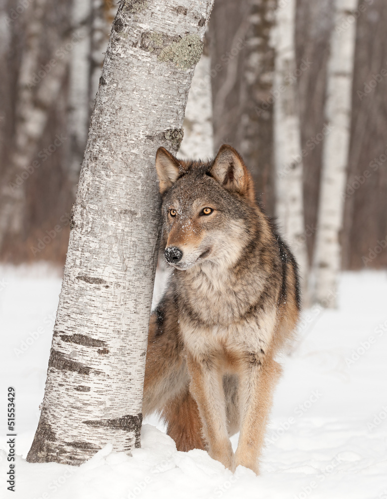 Fototapeta Grey Wolf (Canis lupus) Stands