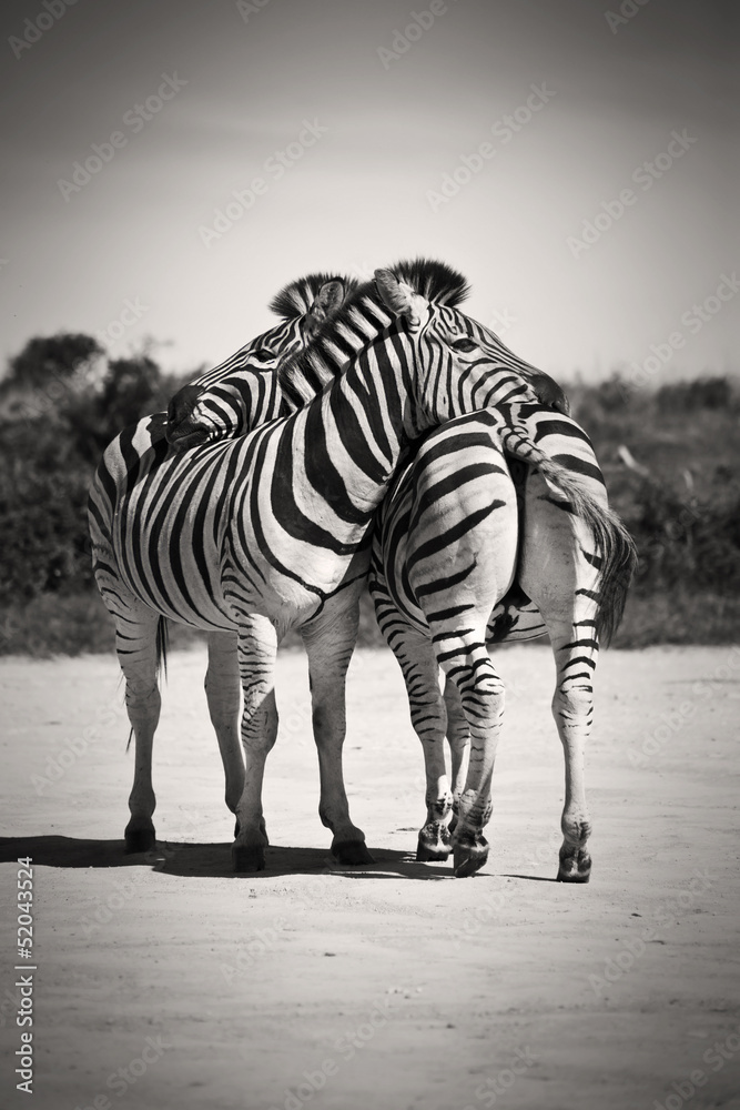 Fototapeta Zebra love