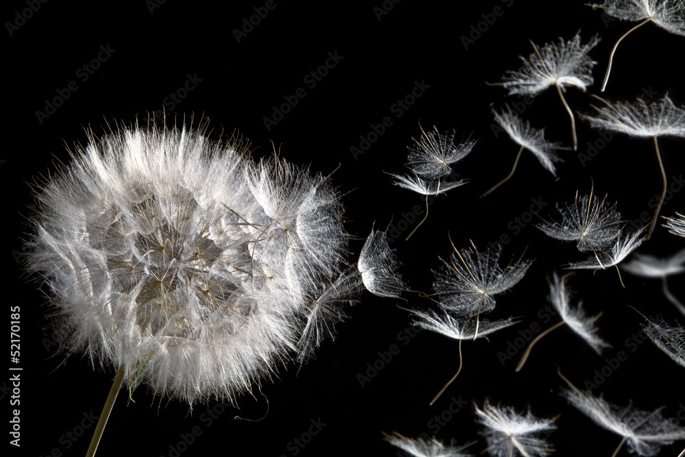 Fototapeta dandelion blowing seeds