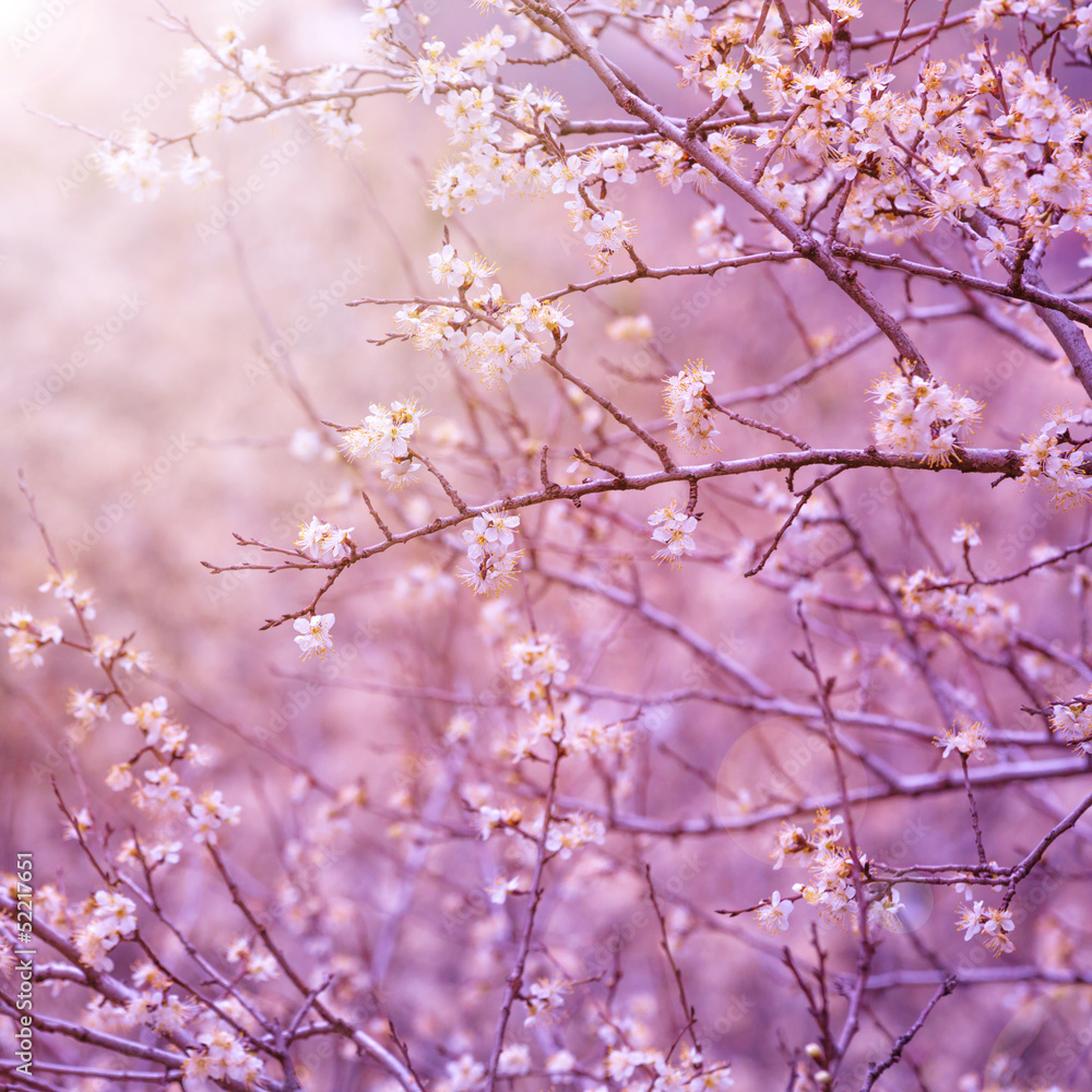 Fototapeta Cherry tree blossom