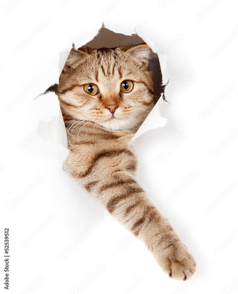 Fototapeta cat in white wallpaper hole
