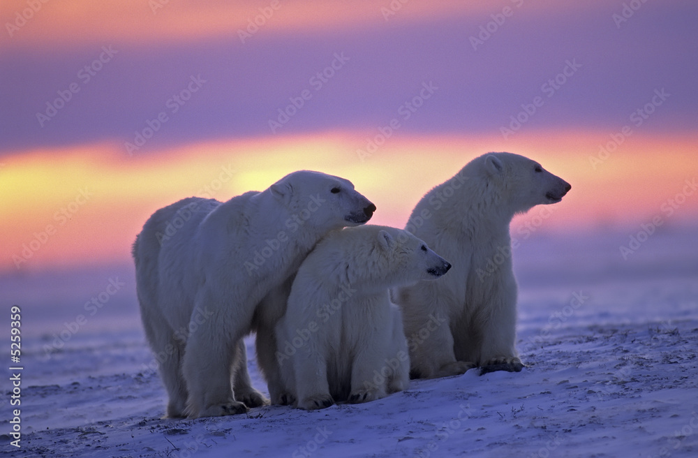 Obraz Tryptyk Polar bear with her cubs in