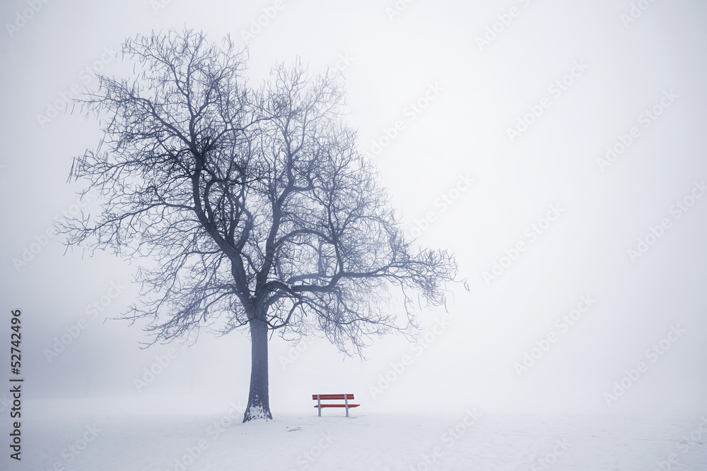 Fototapeta Winter tree in fog