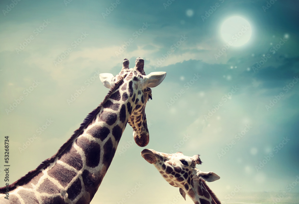 Fototapeta Giraffes in friendship or love
