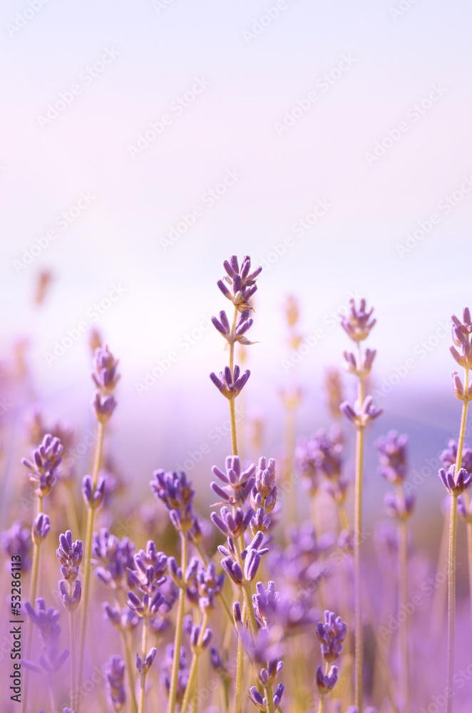 Fototapeta Lavender