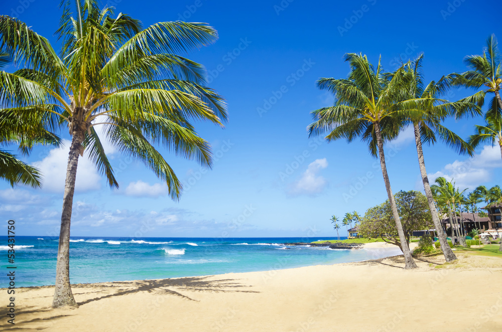 Fototapeta Palm trees on the sandy beach